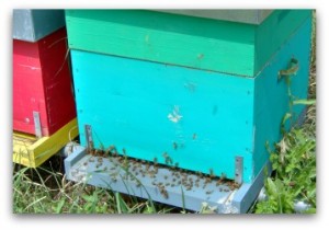 organic honey producer le marche italy